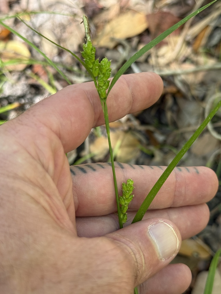 Carex pigra