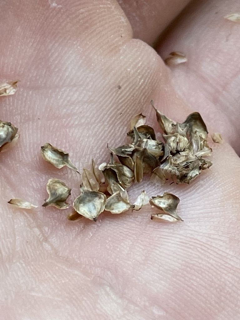 Carex reniformis