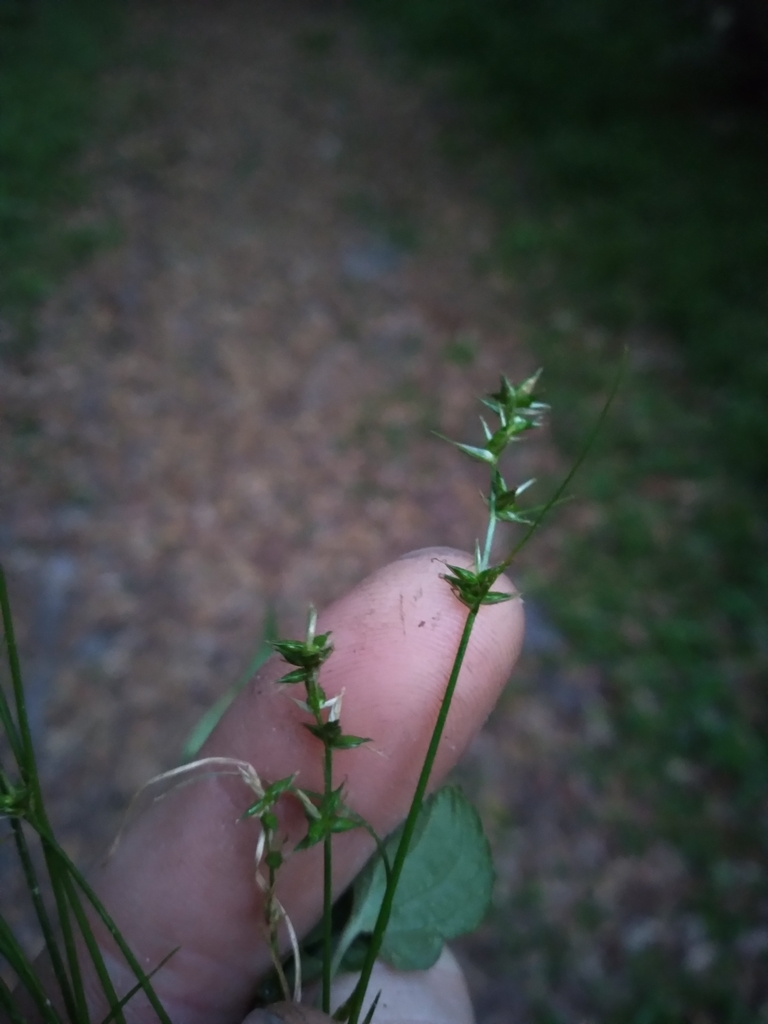 Carex retroflexa