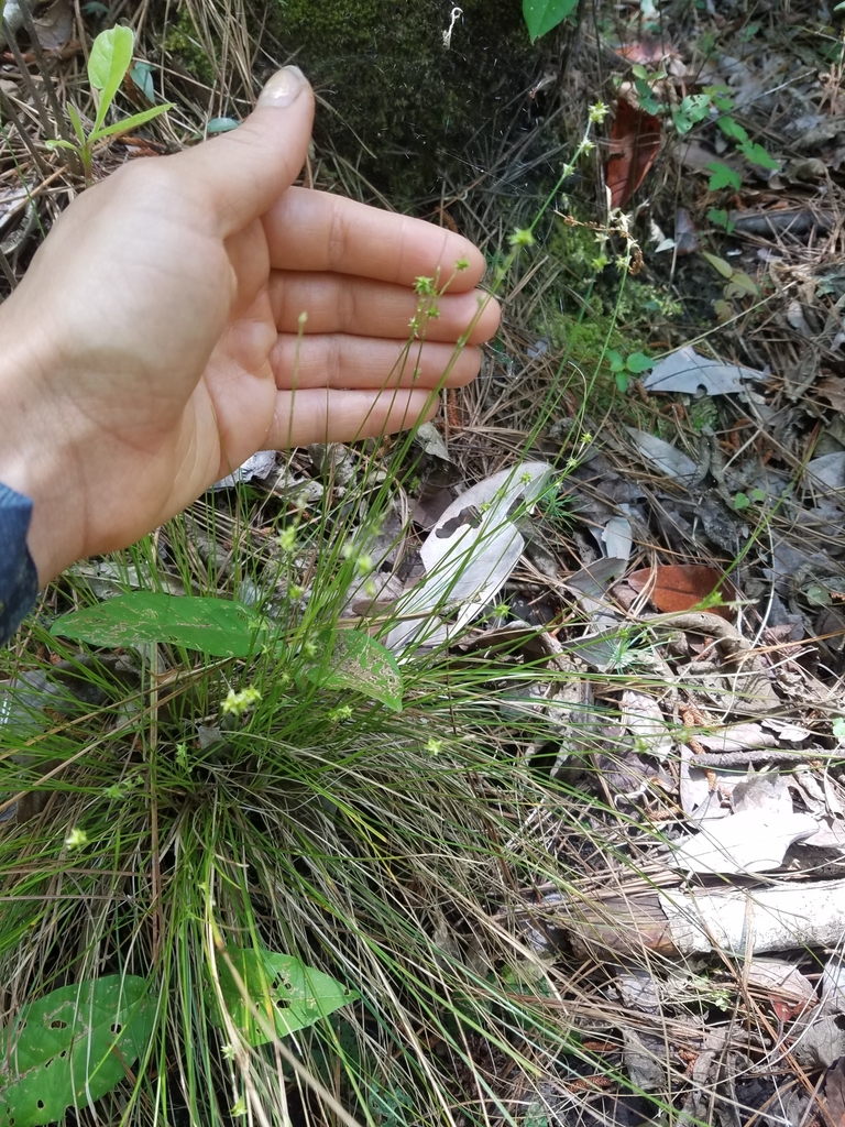 Carex rosea