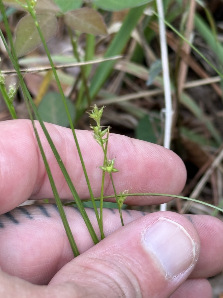 Carex seorsa