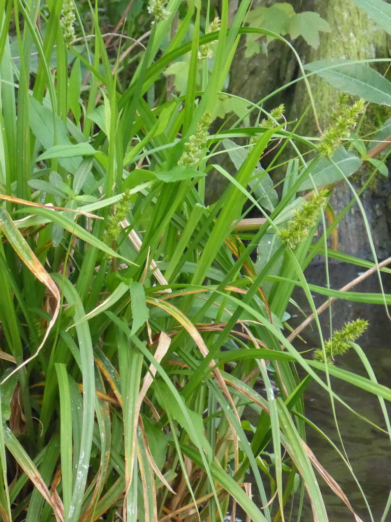 Carex stipata