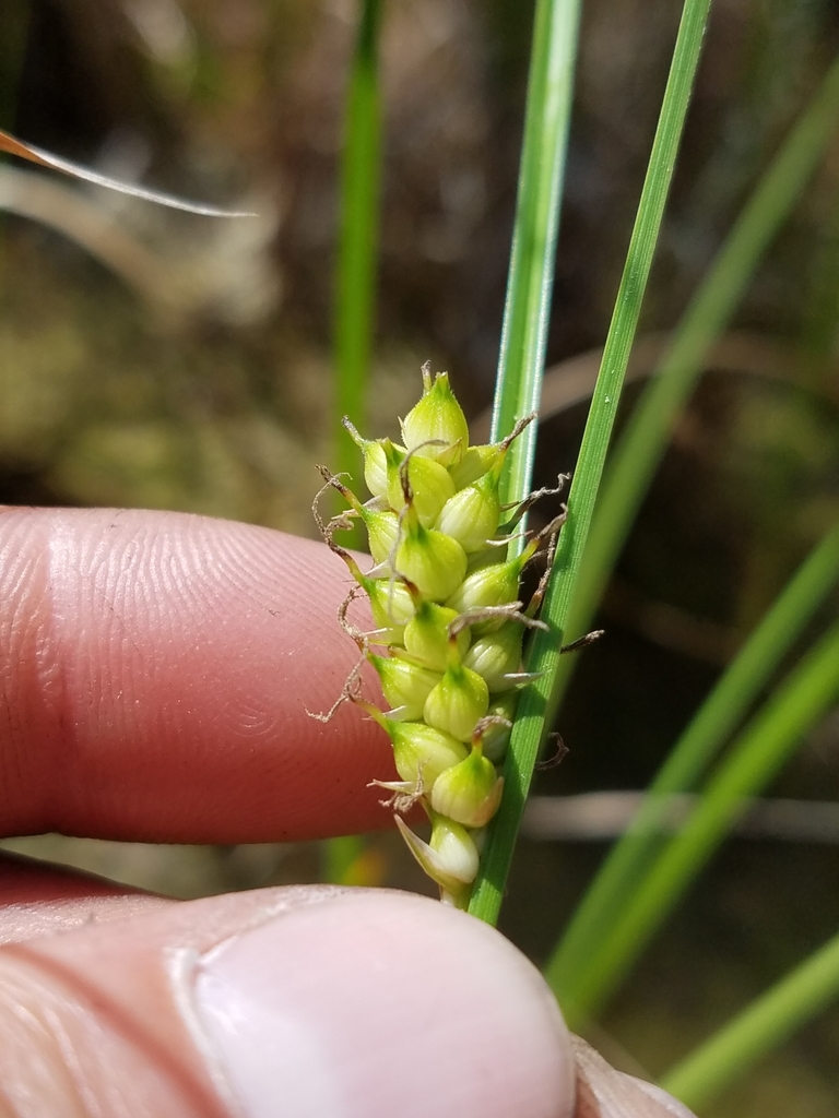Carex striata