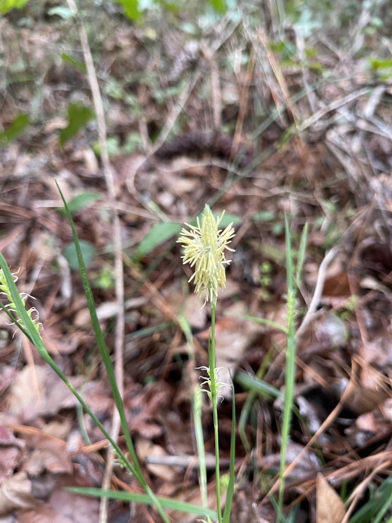 Carex striatula