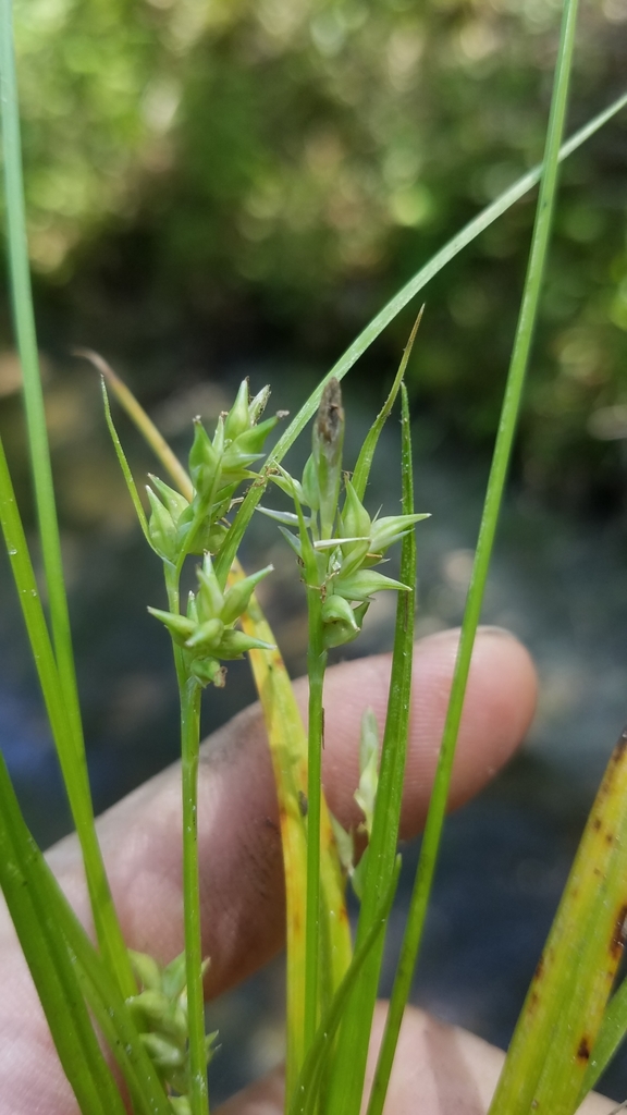Carex styloflexa