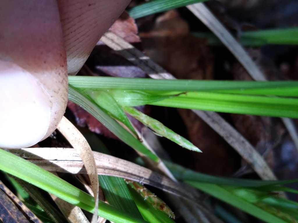 Carex superata