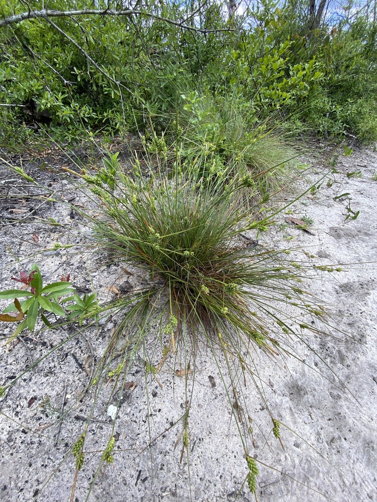 Carex tenax