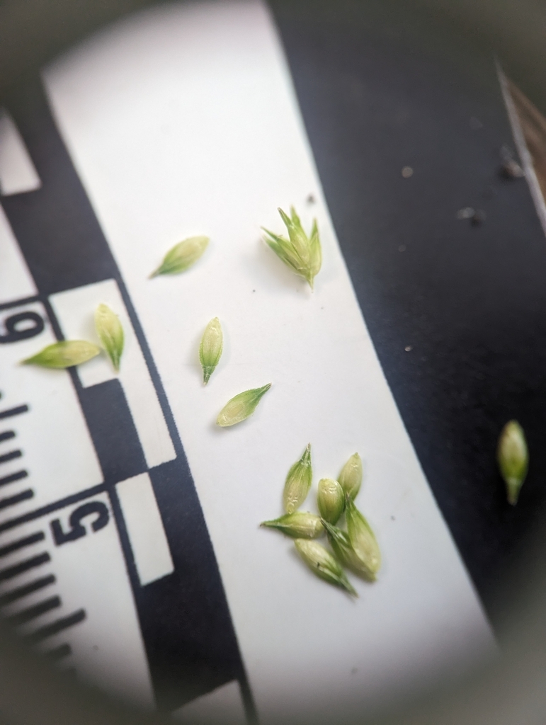Carex tribuloides