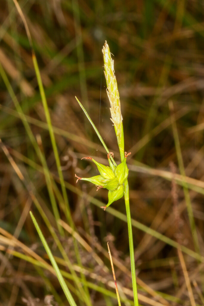 Carex turgescens
