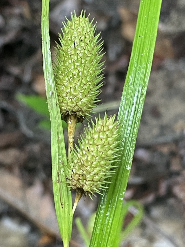 Carex typhina