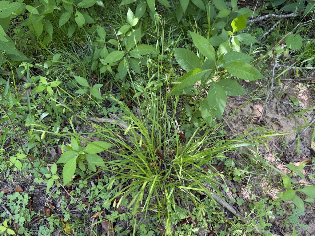 Carex venusta