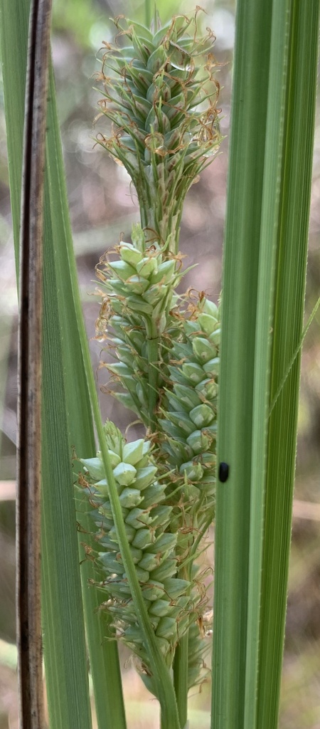 Carex verrucosa