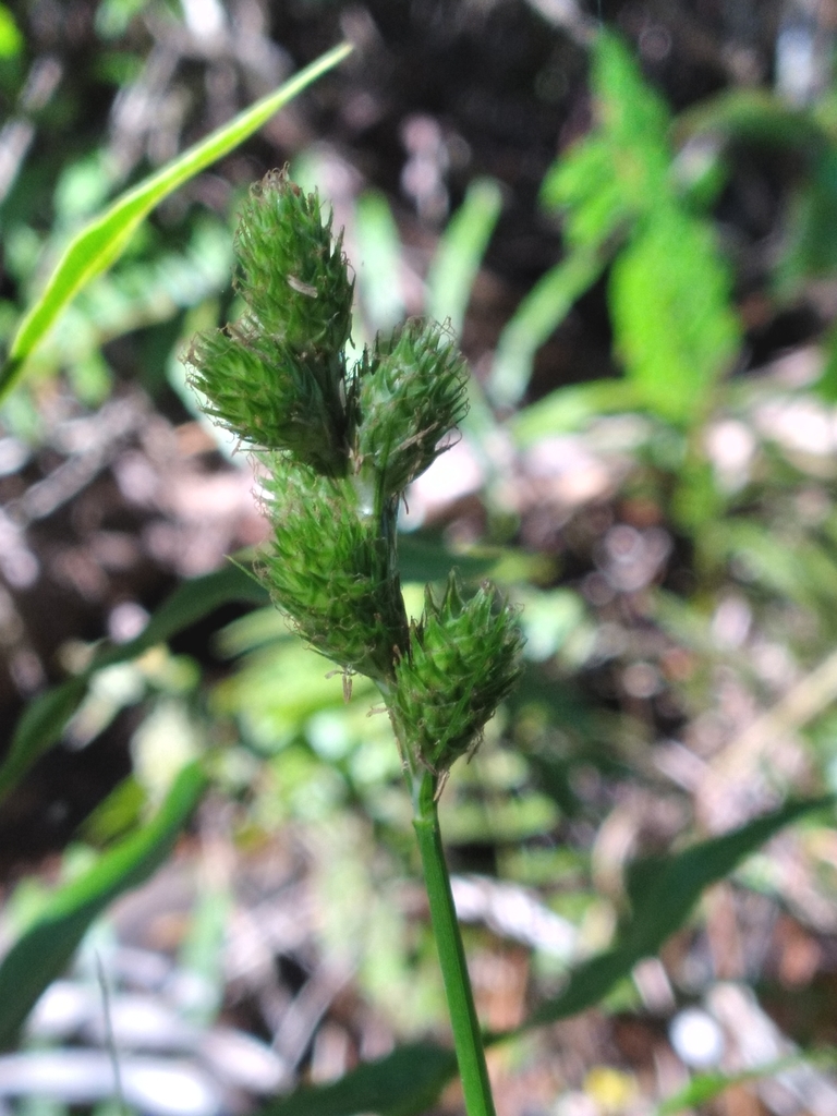 Carex vexans