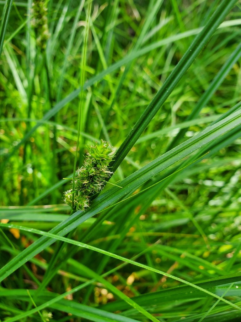 Carex vulpinoidea