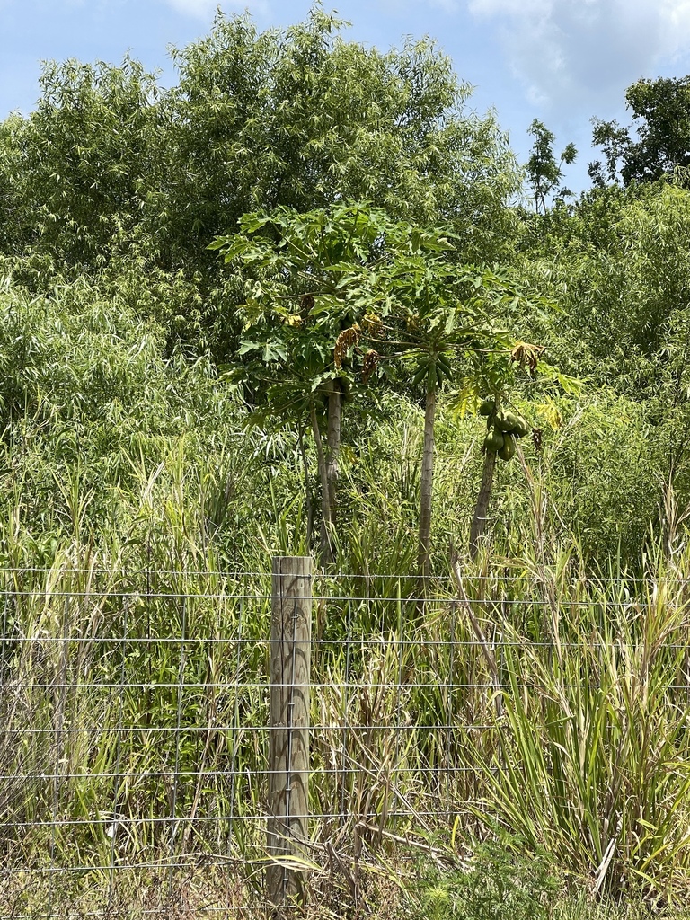 Carica papaya