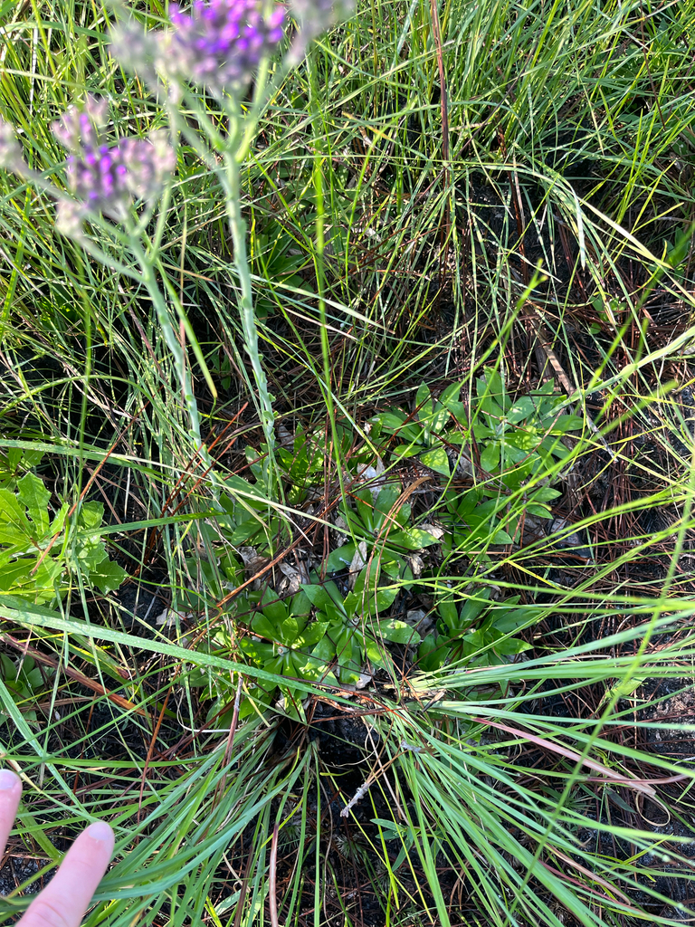 Carphephorus carnosus