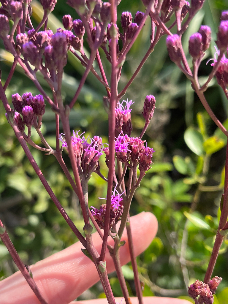 Carphephorus odoratissimus