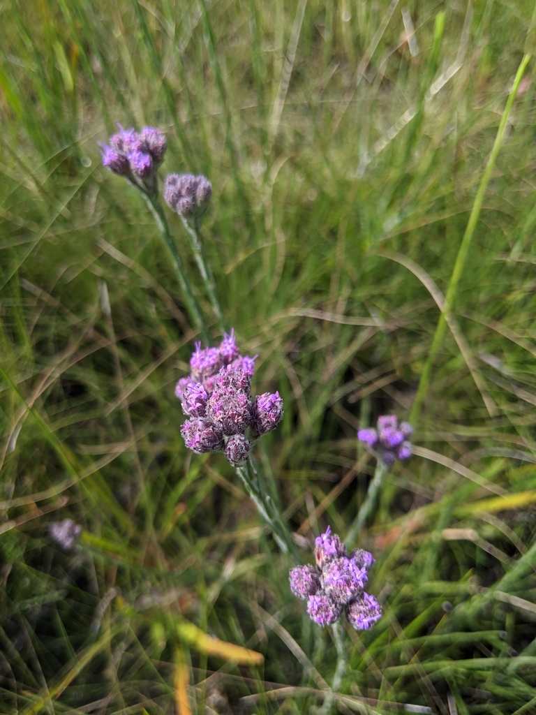 Carphephorus pseudoliatris