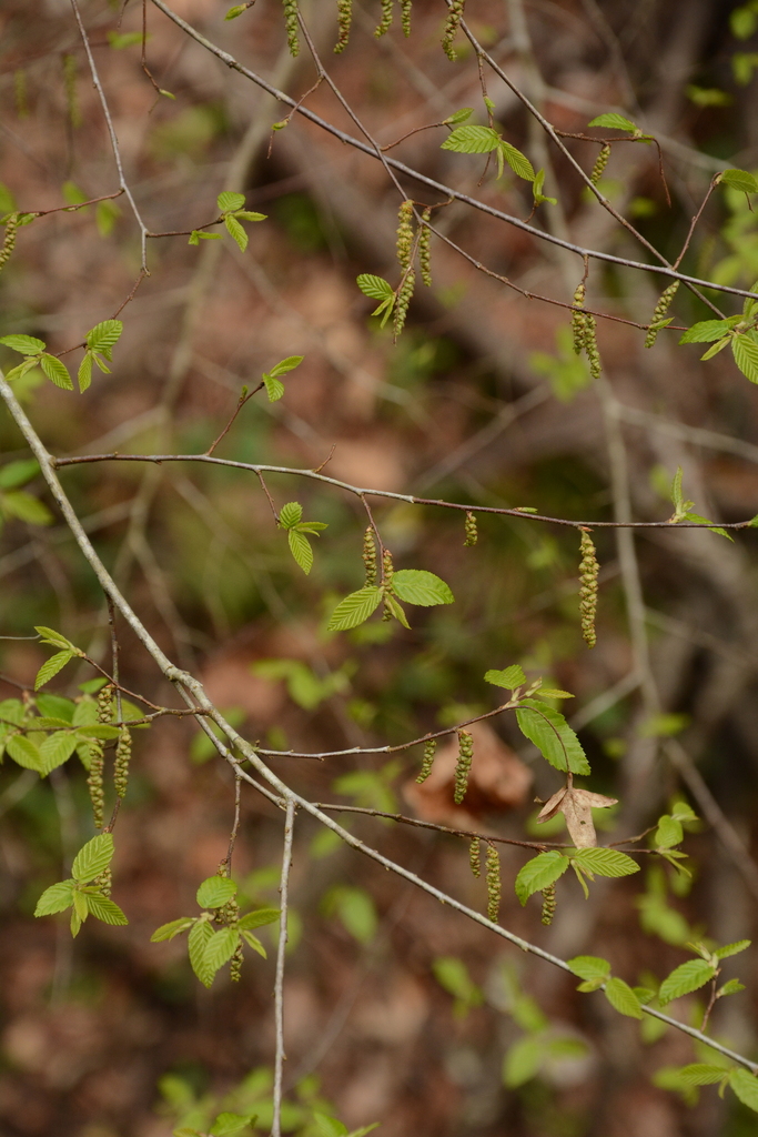 Carpinus caroliniana