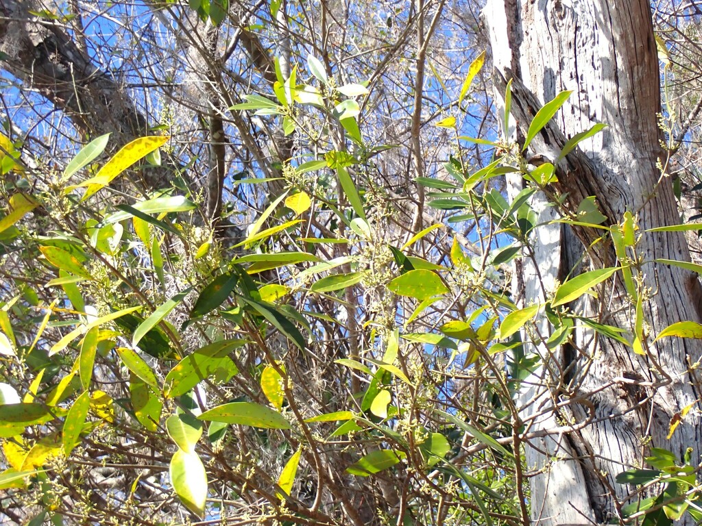 Cartrema americanum