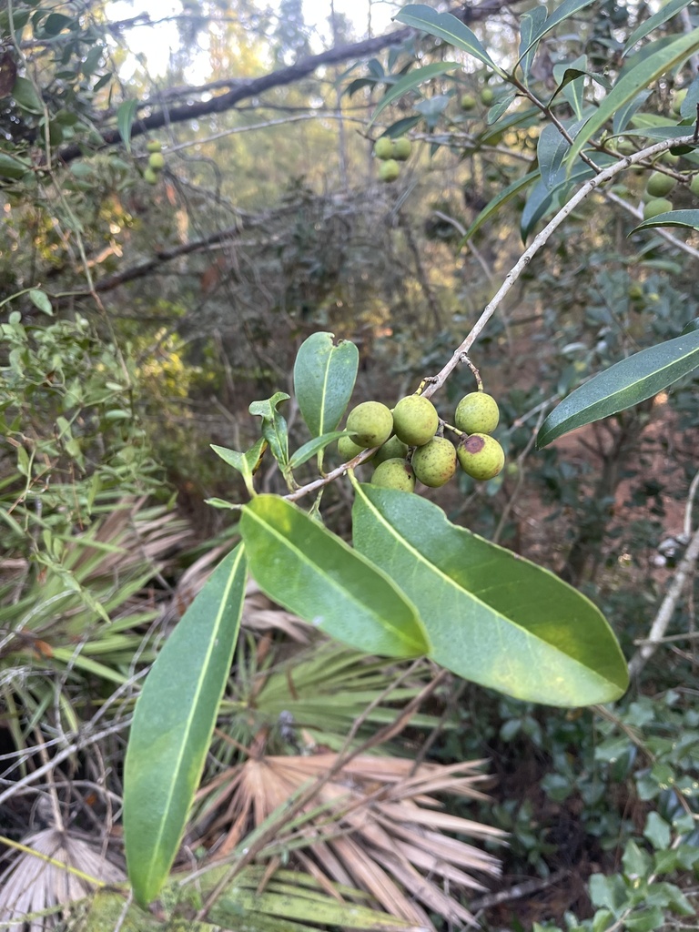 Cartrema floridanum