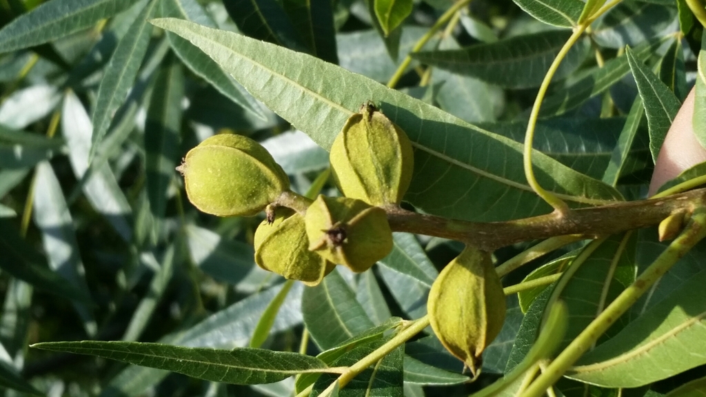 Carya aquatica