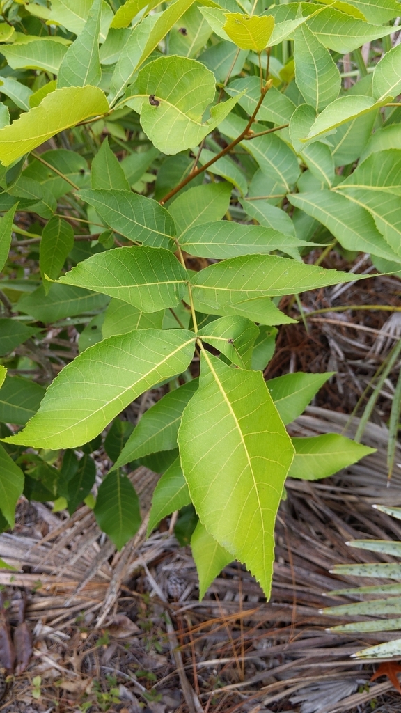Carya floridana