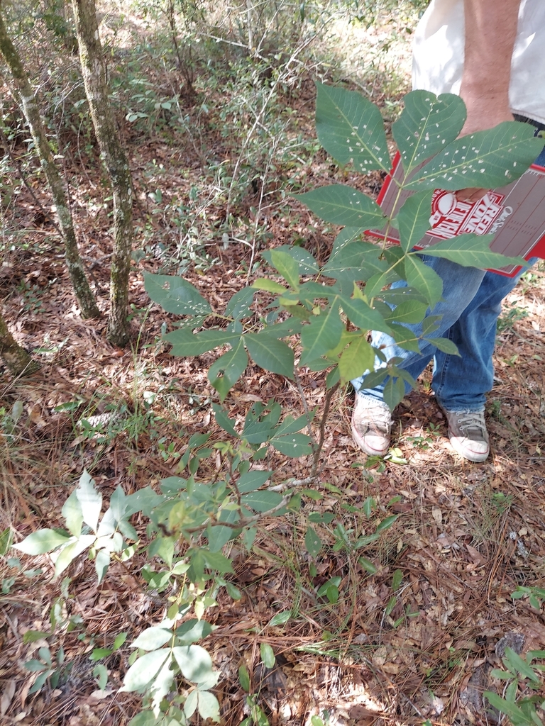Carya glabra