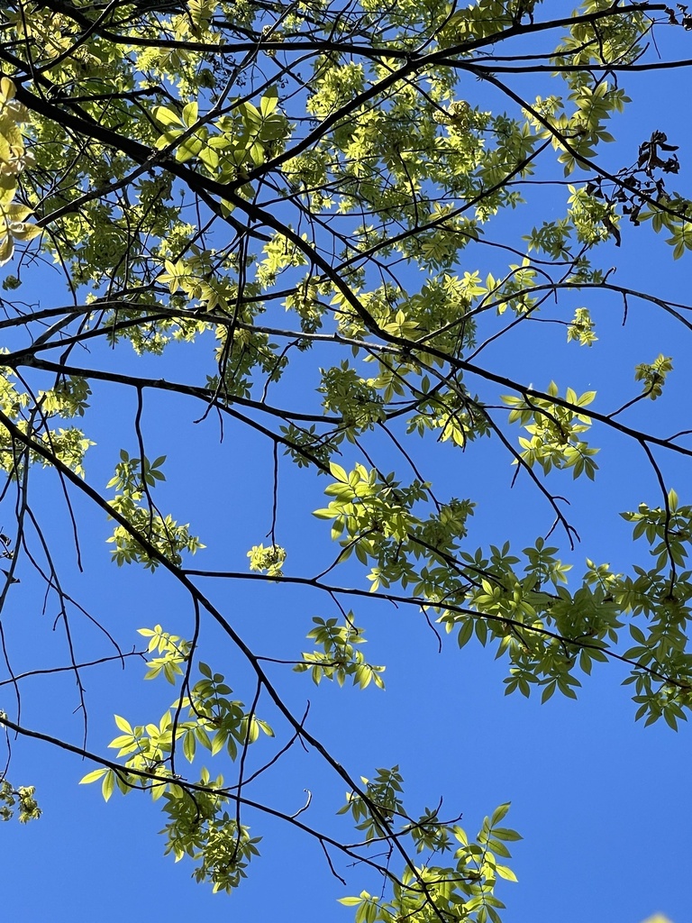 Carya pallida