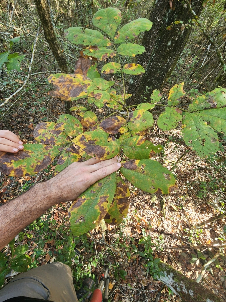 Carya tomentosa