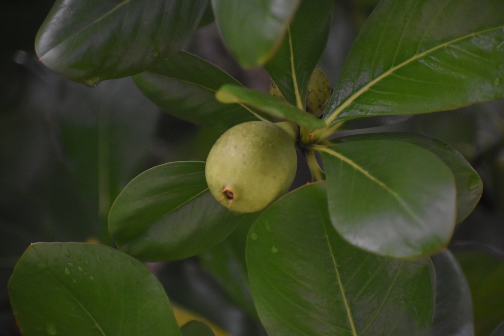 Casasia clusiifolia