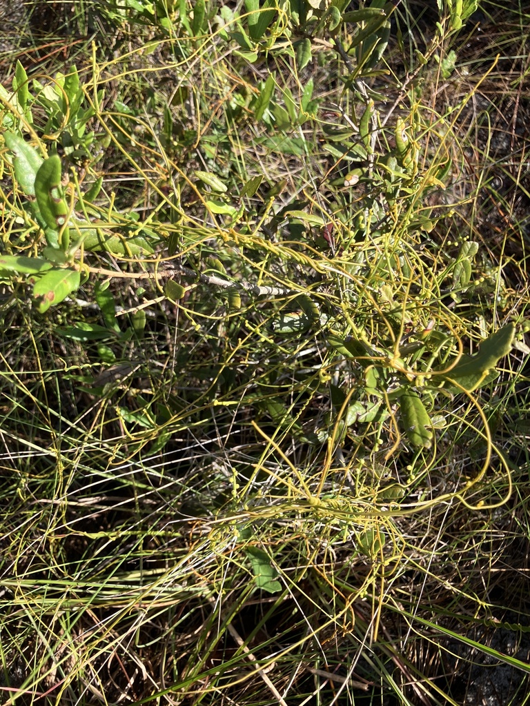 Cassytha filiformis