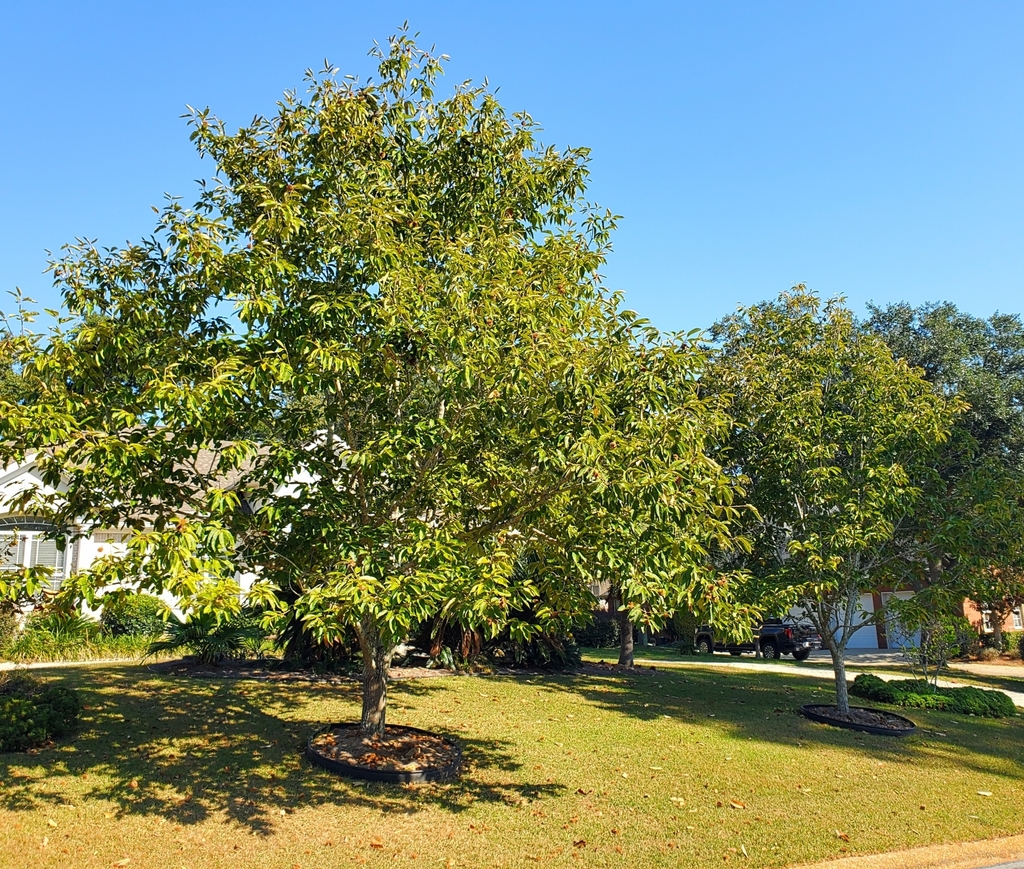 Castanea dentata