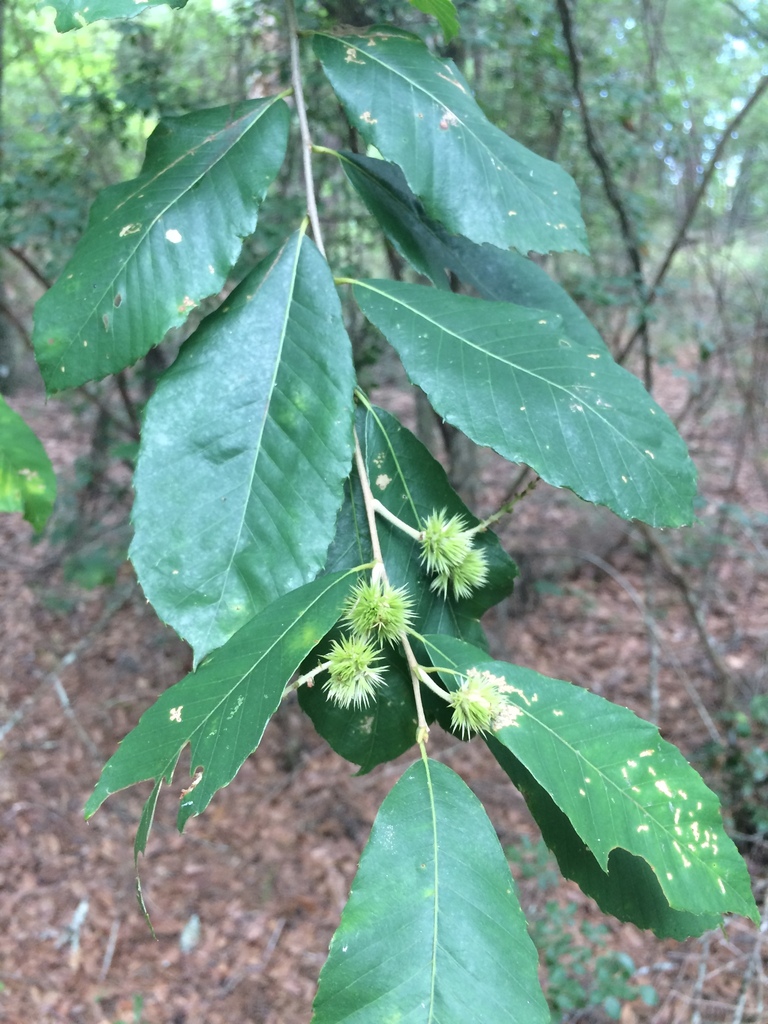 Castanea pumila