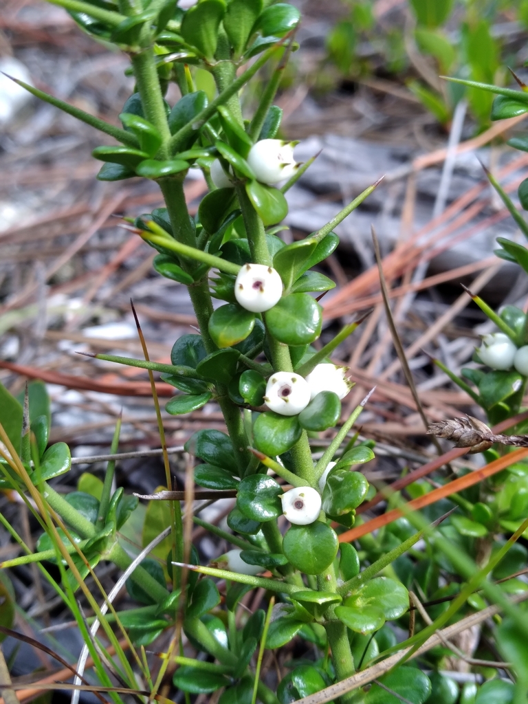Catesbaea parviflora