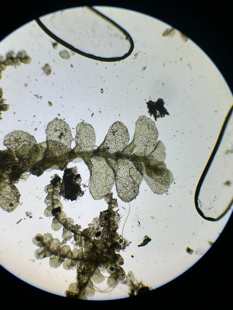 Caudalejeunea lehmanniana