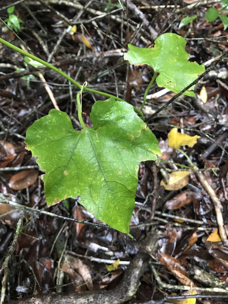Cayaponia americana