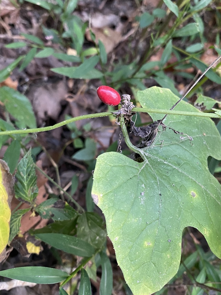 Cayaponia quinqueloba