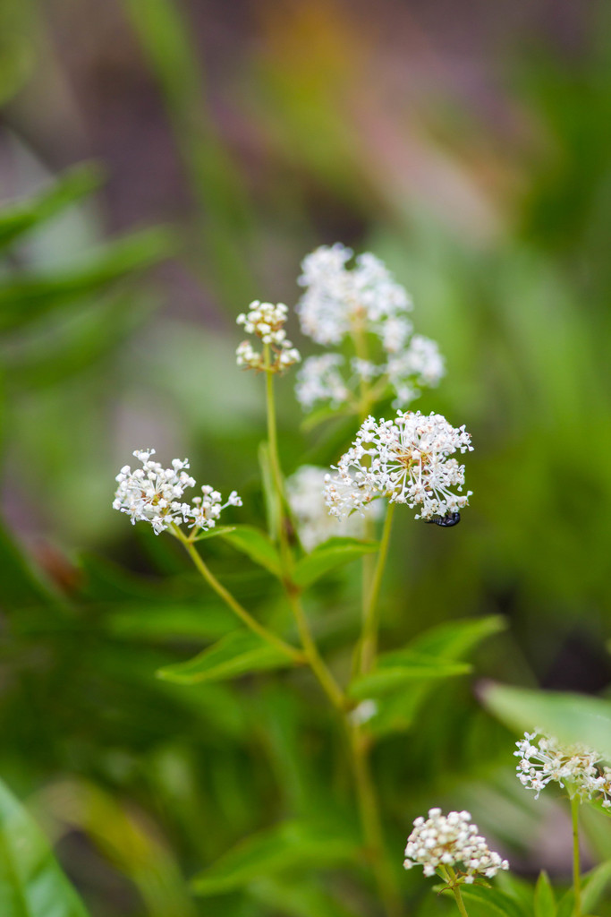 Ceanothus americanus