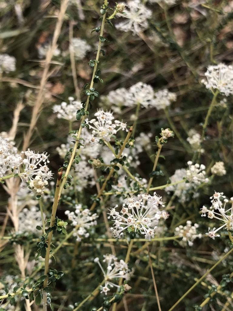 Ceanothus microphyllus