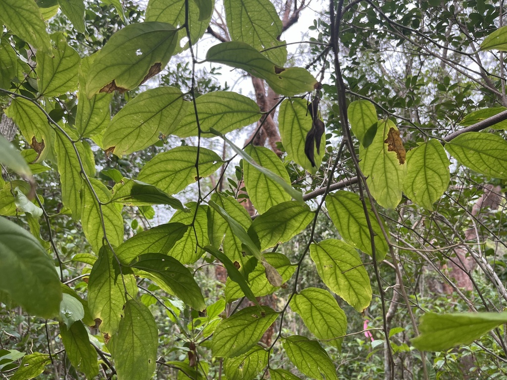 Celtis iguanaea