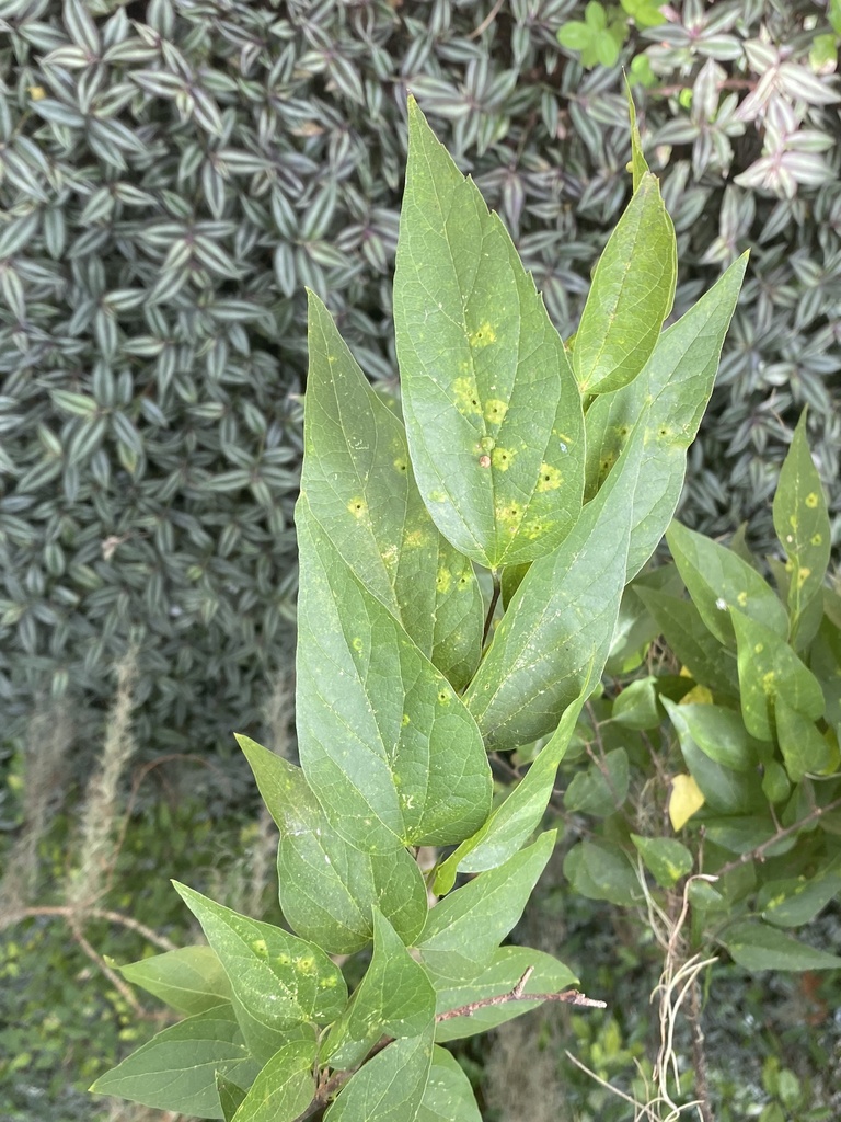 Celtis laevigata