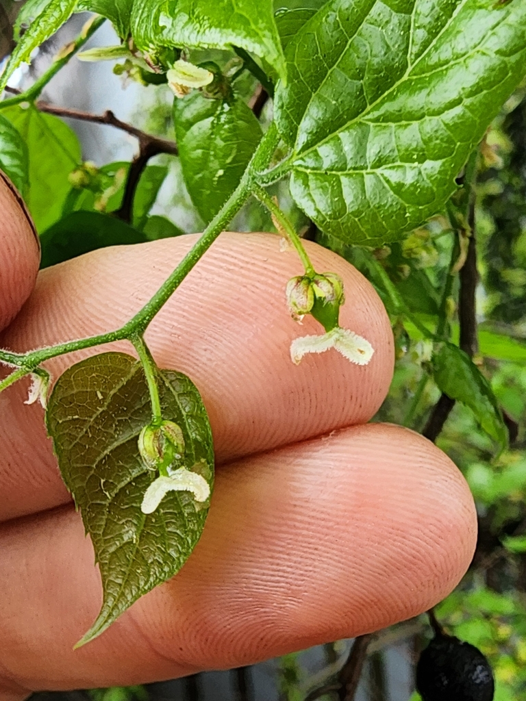 Celtis occidentalis