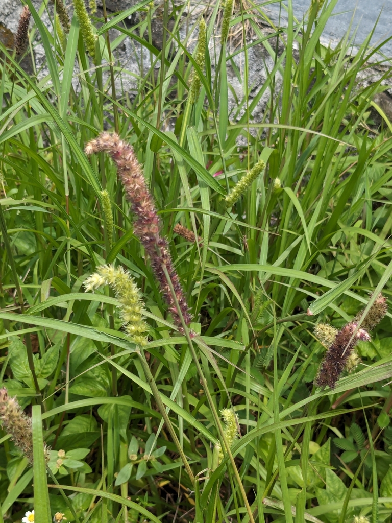 Cenchrus brownii
