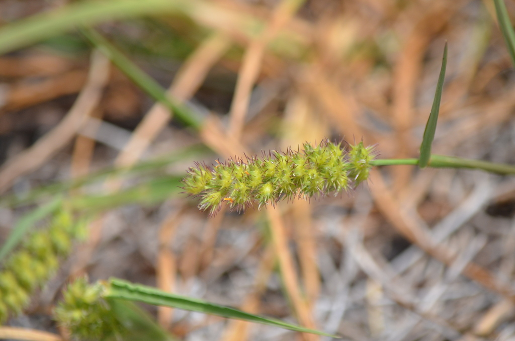 Cenchrus echinatus