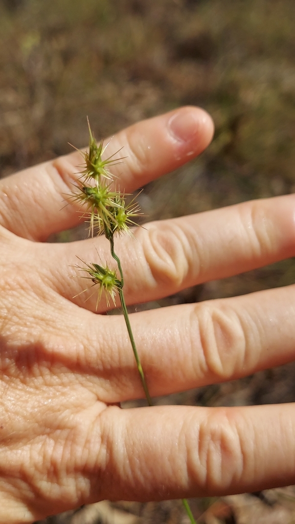 Cenchrus gracillimus