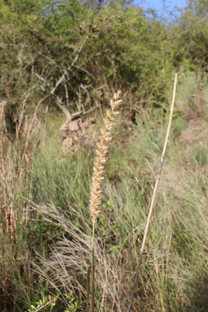 Cenchrus myosuroides