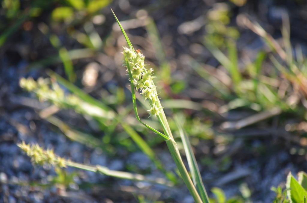Cenchrus spinifex