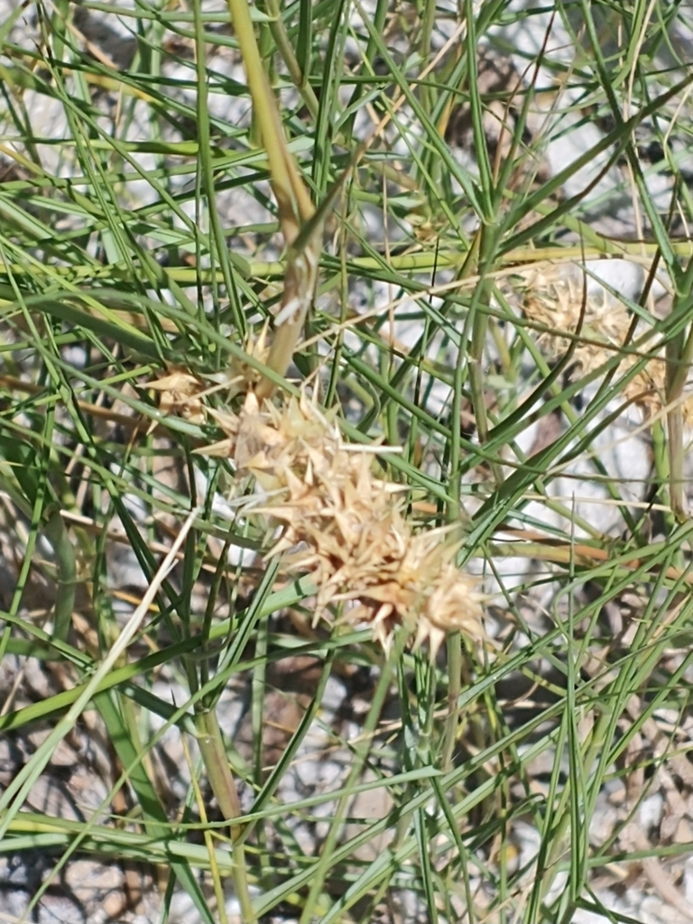 Cenchrus tribuloides