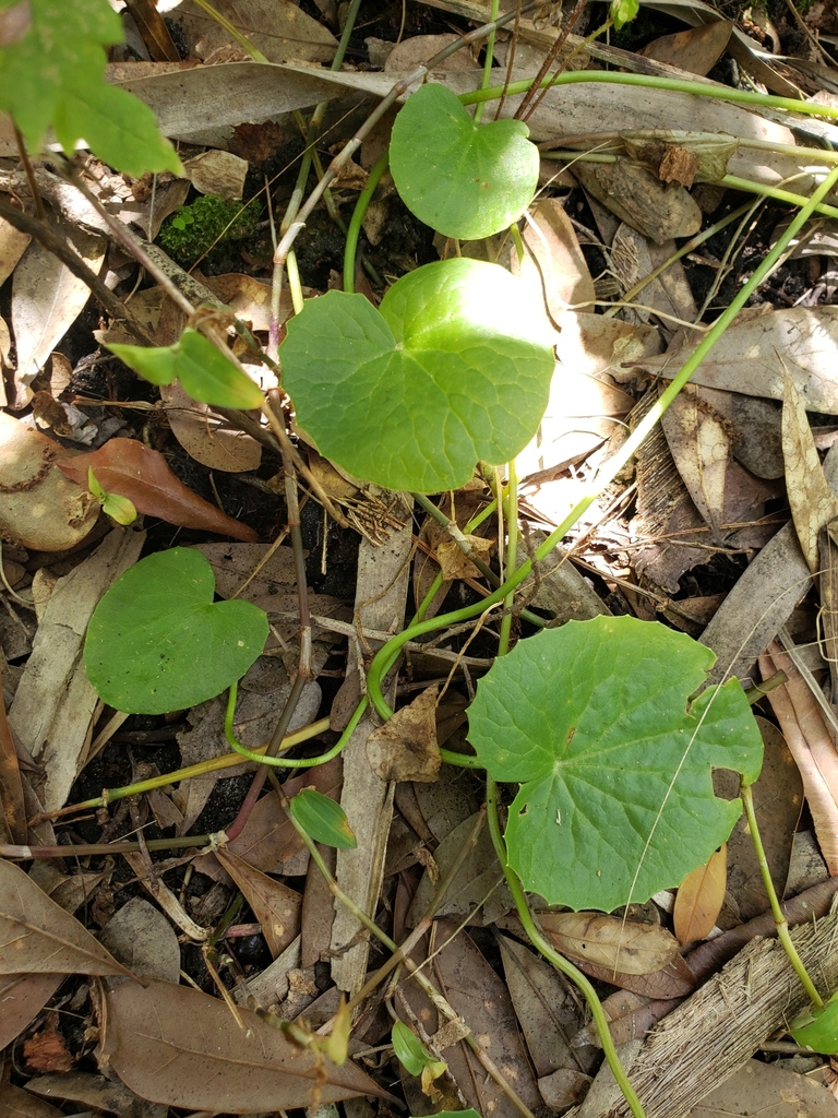 Centella asiatica